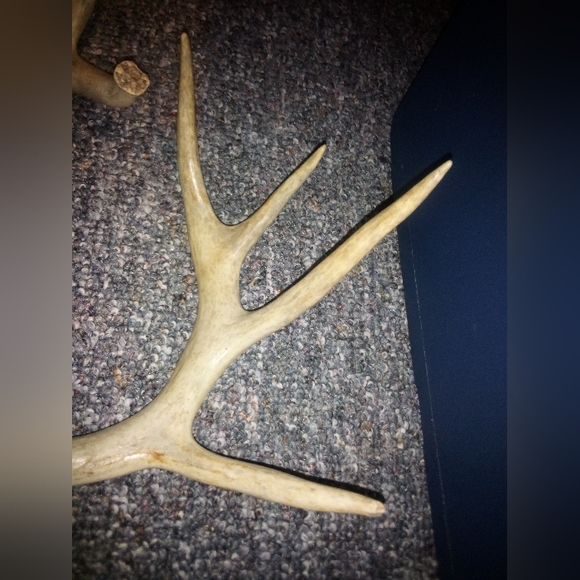 White Tail Deer Antlers Natural Shed - Picture 4 of 7